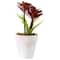 8" Red And Green Succulent Fern In Ceramic White Pot